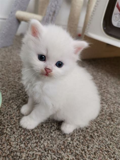 Pure Blue Eyed Snow White Pedigree Persian Kittens for ...