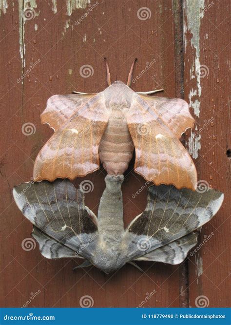 Moths And Butterflies Moth Insect Fauna Picture Image 118779490