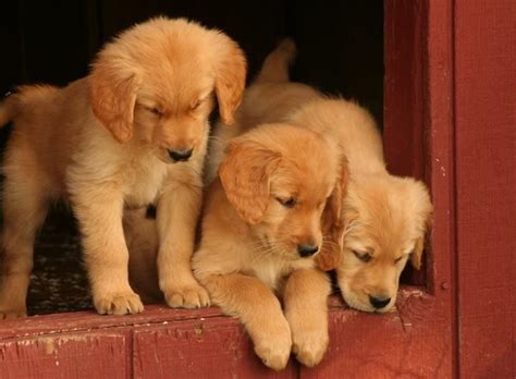 Three Cute Puppies