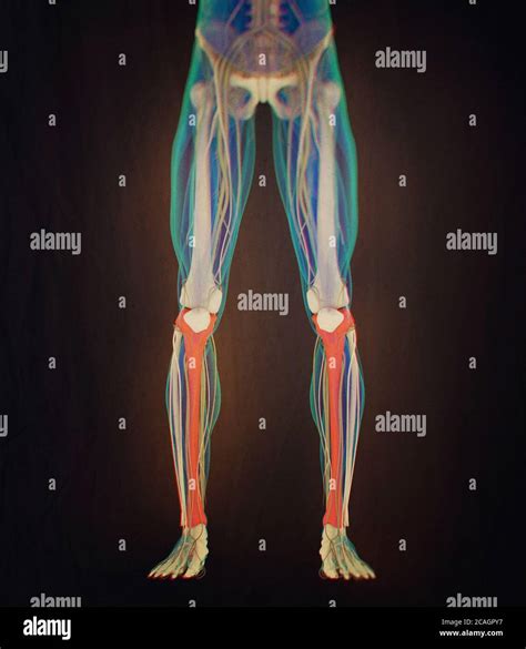 Tibia Bone Human Anatomy 3d Illustration Stock Photo Alamy