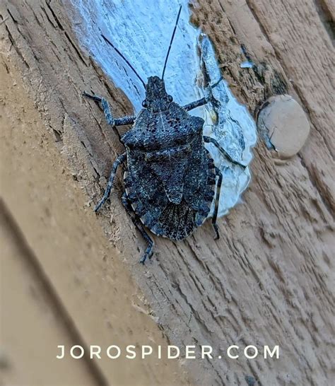 Brown Marmorated Stink Bug Joro Spider Information