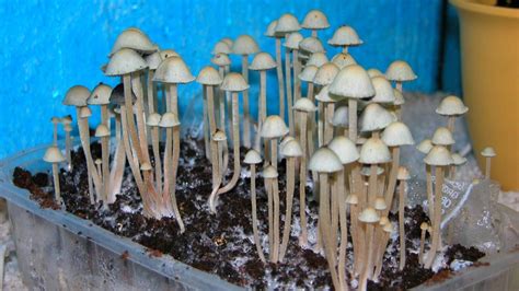 How To Grow Mushrooms Indoor Slick Garden