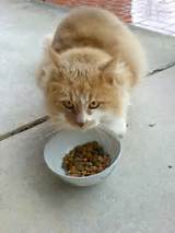 Can Cats Eat Dog Food Pictures