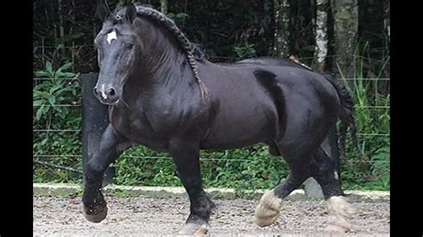 Melhor Raca De Cavalo
