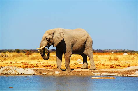 5 best things to do in botswana visit botswana attractions