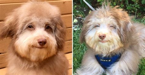 Adorable Dog Has An Incredibly Human Like Face And Looks Like A Baby