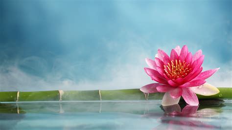 Wallpaper Lotus Flower Bamboo Water 5k Nature 16043