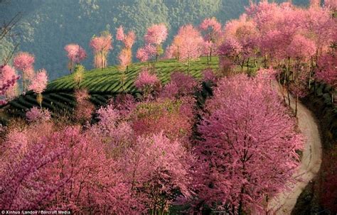 The Blossom Fields Of China Stunning Pink Trees Dot The Hillsides As
