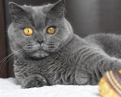 6 Best Indoor Cat Breeds Their Temperaments And Factsukpets