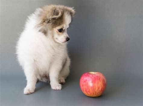 However, too much fat can give your cat a. Can Dogs Eat Applesauce? | Cuteness
