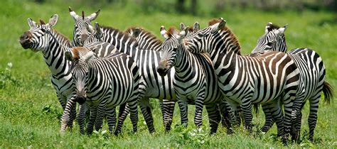 The meaning and symbolism of the word - «Zebra»