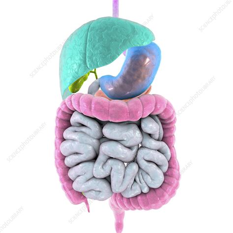 Illustration Of The Human Digestive System Stock Image F0213519