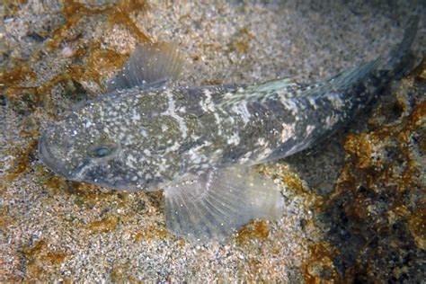 The Black Goby Whats That Fish