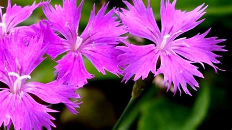 Dianthus Caryophyllus