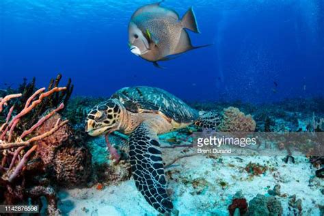 Hawksbill Sea Turtle Eating Photos And Premium High Res Pictures