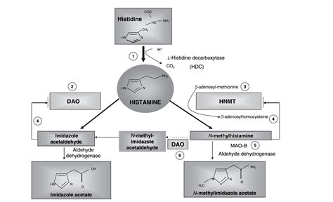 Histamine Intolerance And The Gut Byron Herbalist