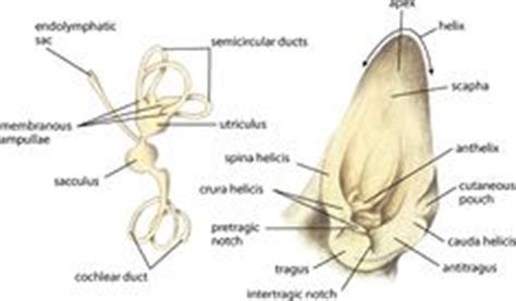 Cat Anatomy Facts For Kids | Cat anatomy, Cat aesthetic, Sphynx cat