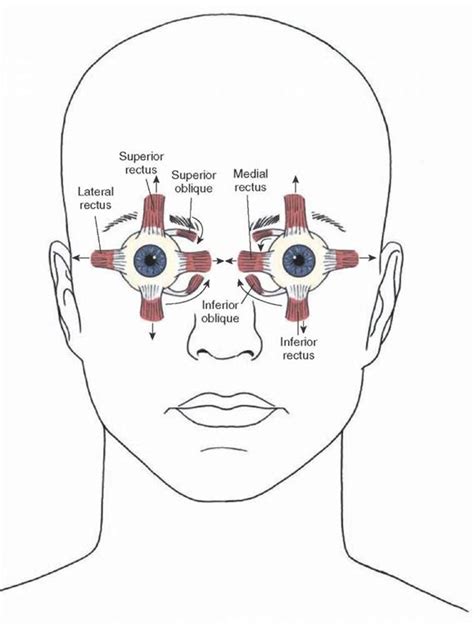 Diagram Illustrating The Direction Of Actions Of The Extraocular