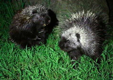 The Time I Caught Two Porcupines Fighting On Camera Wildlife