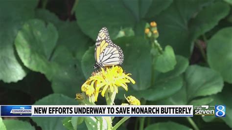 How You Can Help Save The Monarch Butterfly Youtube