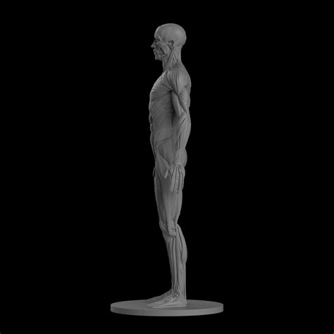 Male Ecorche Human Anatomy Reference 3D Model 3D Printable CGTrader