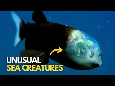 Top 10 Unusual Sea Creatures Youve Never Seen Before