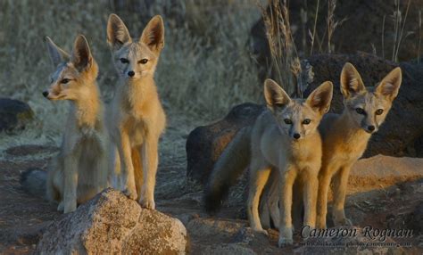 Red Cliffs Desert Reserve Kit Fox Vulpes Macrotis