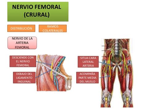 Nervio Crural O Femoral Cirugia De Columna En Matamoros