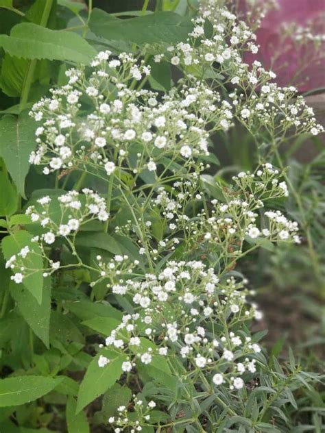 Your baby begins gulping right. Can You Grow Baby's Breath in Your Garden Easily?