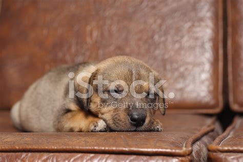 Little Dog Stock Photo Royalty Free Freeimages