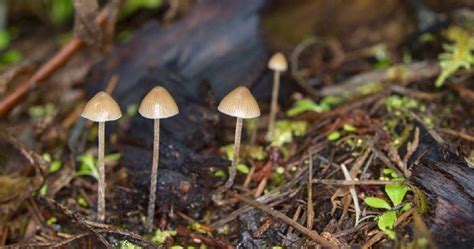 Psilocybin Mushrooms In Missouri All Mushroom Info