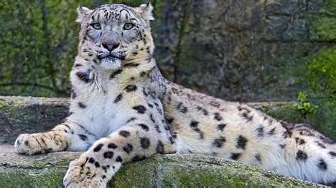 El Leopardo De Las Nieves Territorio Salvaje 3djuegos