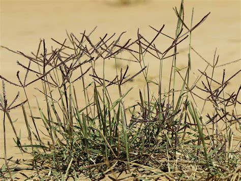 Cynodon Dactylon Plant Biodiversity Of South Western Morocco