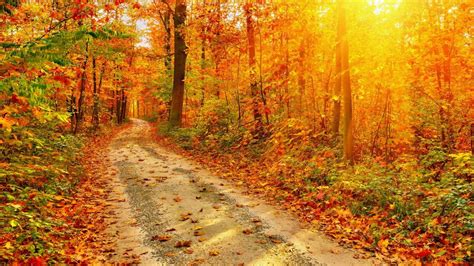 Autumn Forest Path Wallpapers Wallpaper Cave