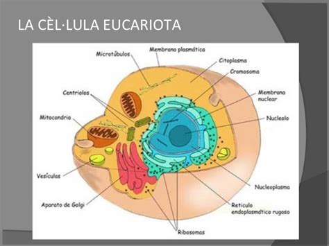 Celula Eucariota