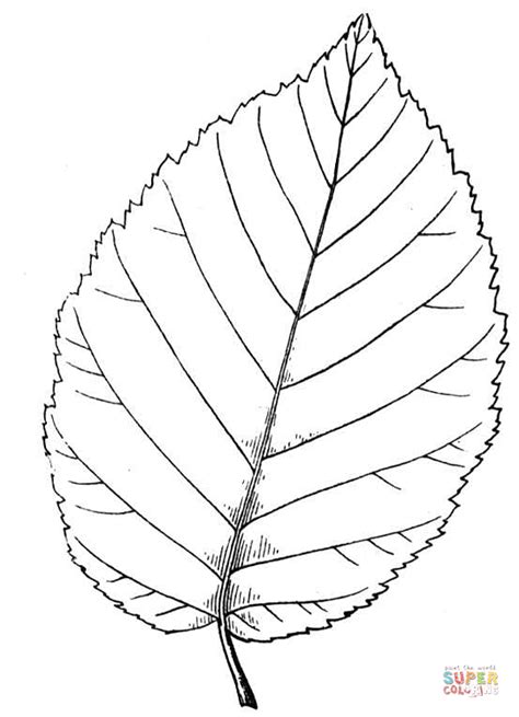 You can use our amazing online tool to color and edit the following birch tree coloring pages. Yellow Birch Leaf coloring page | Free Printable Coloring ...