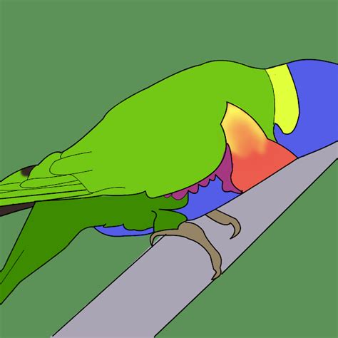 Rainbow Parrot Drawings Sketchport
