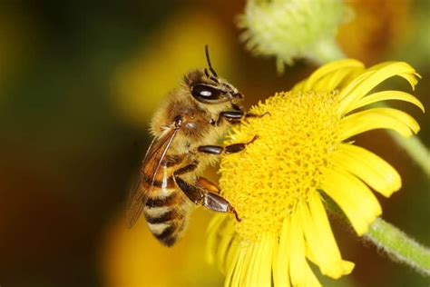 Plants bred to be sterile (lacking stamen or nectar) should be avoided, as should flowers like roses or peonies with dense, clustered petals, which can confuse. Honey Bees in Winter - How Do They Survive? | Terminix