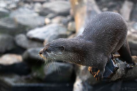 Otters Must Use Their Tails As Counterweights — The Daily Otter