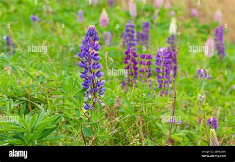 Field Of Colorful Lupine Flowers In Shades Of Purple And Pink North