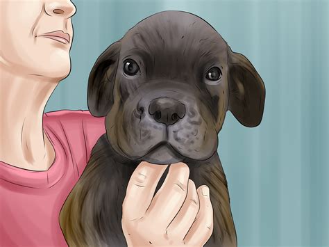 breed cane corso  pictures wikihow