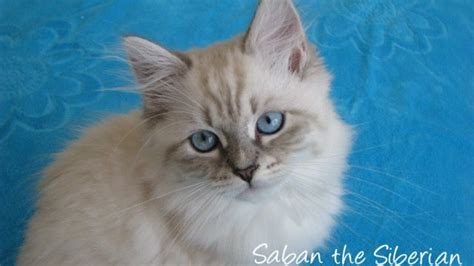 Saban Blue Lynx Point With White Siberian Kitten Born 5916