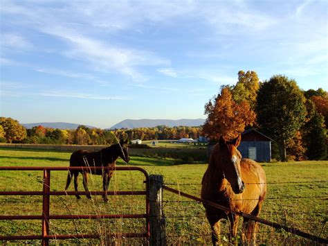 Horse Farm Virginia A Roadside View Nelson Biffar Flickr