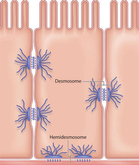 Difference Between Desmosomes And Hemidesmosomes - Anatomy and Physiology of the Integumentary System | Plastic Surgery Key