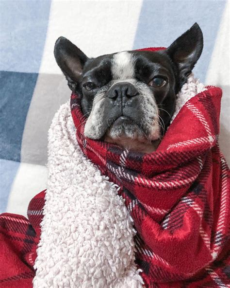 15 Amazing Facts About Boston Terriers You Probably Never Knew Page 4