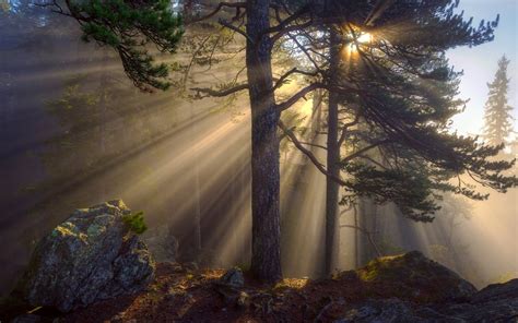 Wallpaper Morning Forest Sun Rays Trees Rocks 1920x1200