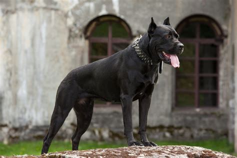 70demon Dog Names The Best Hellhound Names For Your Pooch