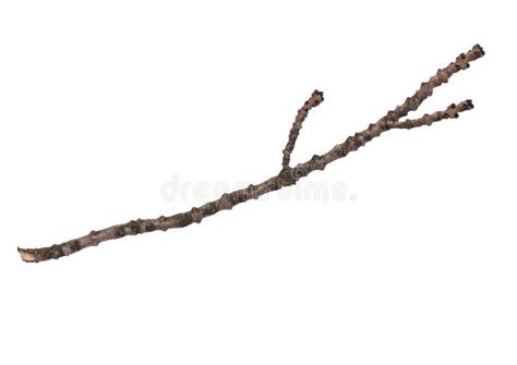 Dry Tree Branch On White Stock Image Image Of Piece 151668589