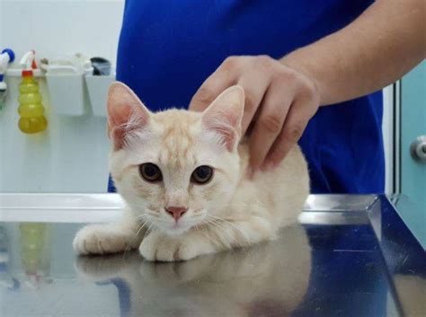 Die kastration von katern ist weitaus weniger kompliziert als die sterilisation bei katzen und erfolgt ohne da der eingriff bei katern wesentlich weniger invasiv ist als bei katzendamen, werden kater. Kastration bei Katzen: Ablauf, Vor- und Nachsorge