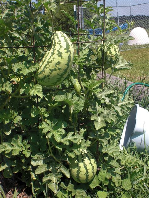 Jenn In The Country Saving Space Growing Watermelon Vertically